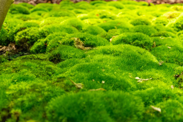 istock Beautiful Leaves blooming in the garden on blurred background. Selective focus. 1156742327