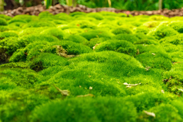 istock Beautiful Leaves blooming in the garden on blurred background. Selective focus. 1156742351