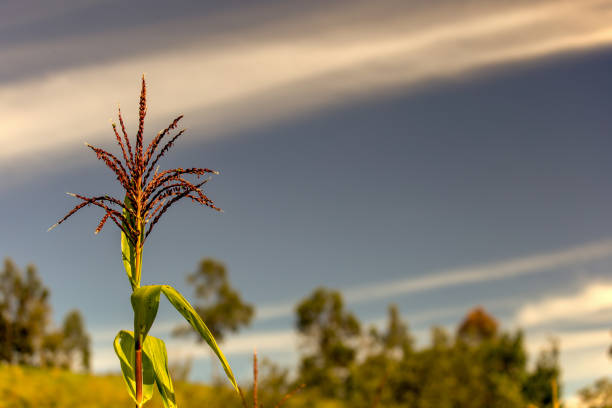 Dry corn