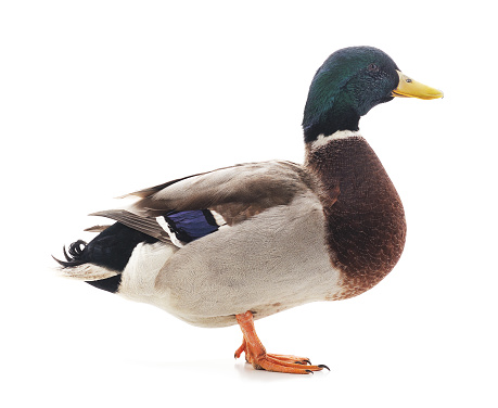 One brown duck isolated on a white background.