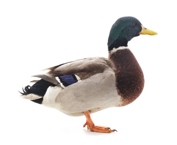 Photo of One brown duck.