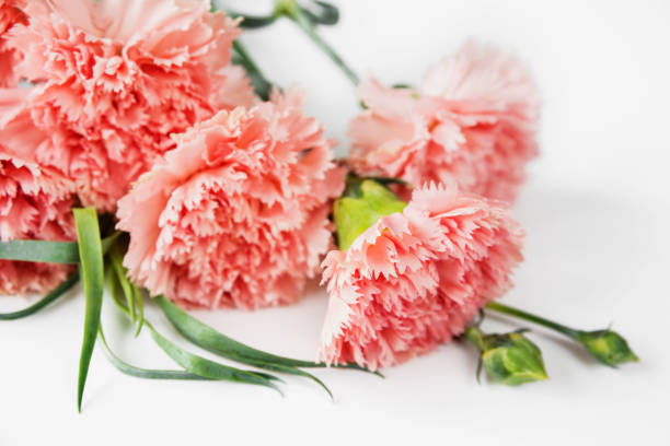 istock Bouquet of pink carnations 1156744880