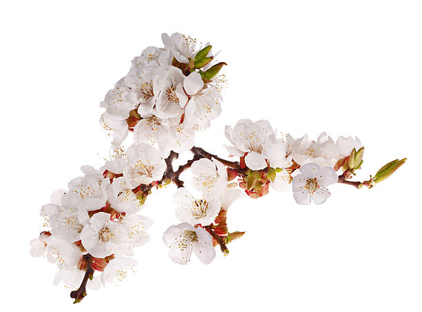 istock lot of cherry-tree flowers on branch 115674519