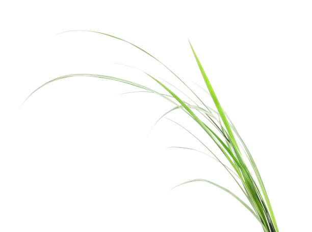 istock Bunch of green grass. 1156745640