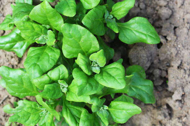 tetragonia tetragonioides, espinacas de nueva zelanda que crecen en el jardín - new zealand culture fotografías e imágenes de stock