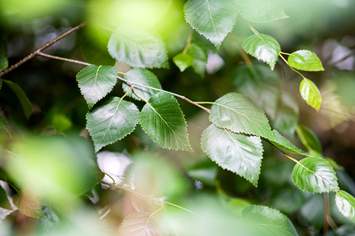 Birch tree leaves background