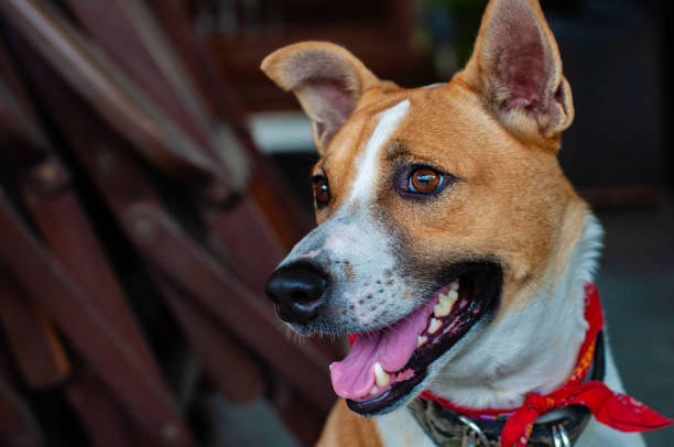 istock Cute sitting smiling Thai’s local dog. 1156746757
