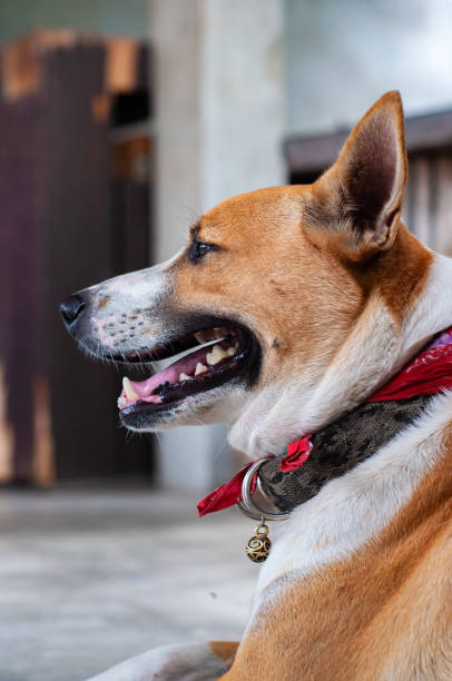 istock Cute sitting smiling Thai’s local dog. 1156746781