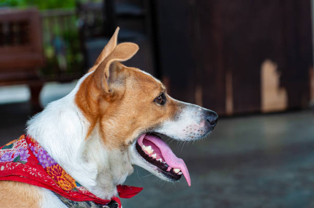 istock Cute sitting smiling Thai’s local dog. 1156746806