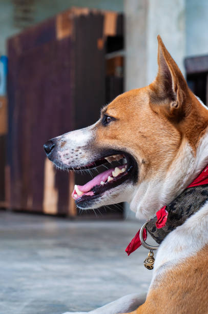 istock Cute sitting smiling Thai’s local dog. 1156746855