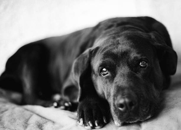 caged dog, with sad face