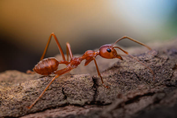 istock red ant in nature, macro shot, ants are an animal working teamwork 1156747938