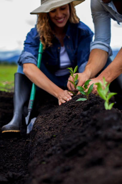 istock Blonde woman sitting on the sand planting trees, while a man whose only hands appear help 1156747961