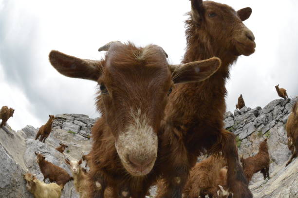 istock Curious little goat staring at the camera 1156748224