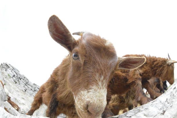 The head of the herd closely watches the herd.