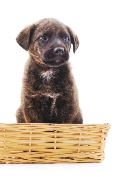 istock Black dog in the basket. 1156748789