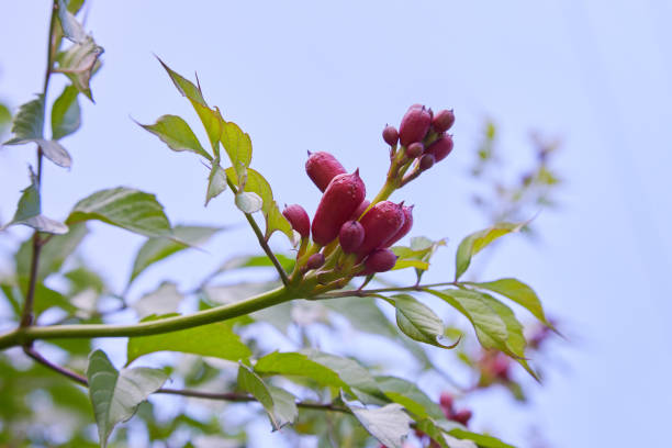 istock The flower of campsis 1156749241