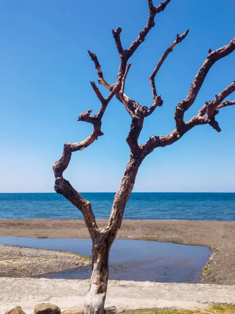 Dried Tree And Branches View On Tropical Beach Village At Lokapaksa, North Bali, Indonesia