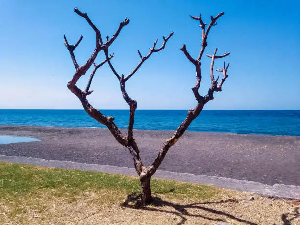 Natural Dried Tree And Branches View On Tropical Fishing Beach At The Village On A Sunny Day, Lokapaksa, North Bali, Indonesia