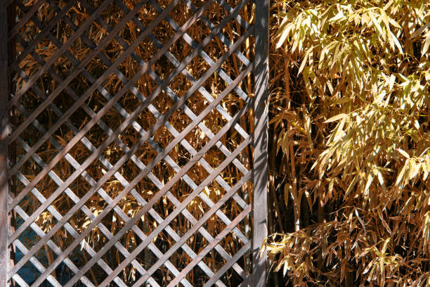 istock Beautiful nature. Yellow foliage. 1156749887