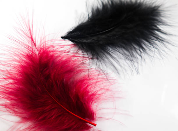 istock Beautiful abstract texture color red pink and black feathers on the white isolated background and pattern wallpaper 1156750104