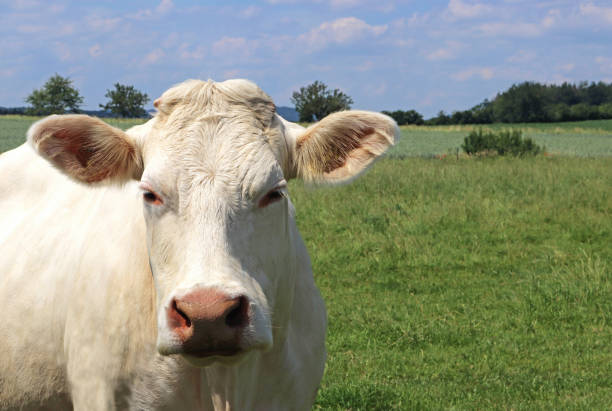 portrait of a white Charolais cow, close-up with copy space