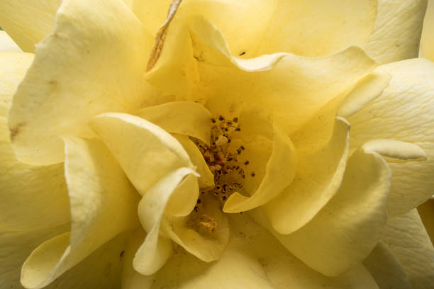 istock Stamens and rose petals 1156752937