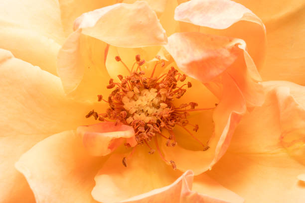 istock Stamens and rose petals 1156752971
