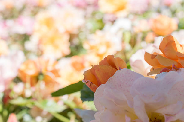 Rose garden stock photo
