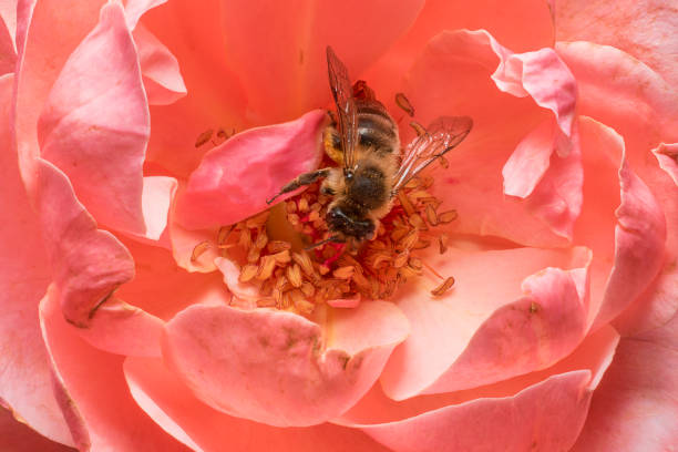 Bee pollinating on the stamens of a rose stock photo