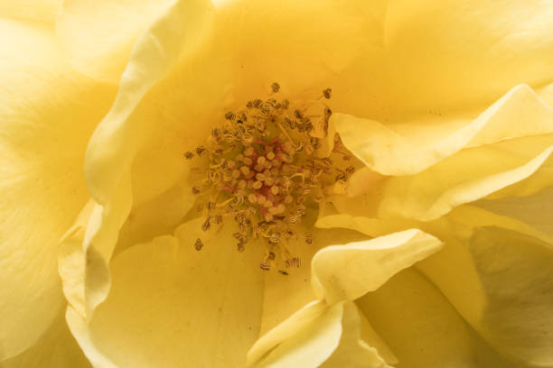 istock Stamens and rose petals 1156753106