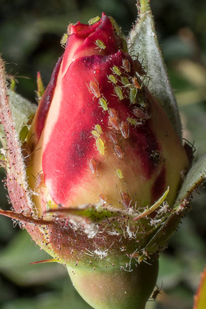 Aphids in a rosebud stock photo