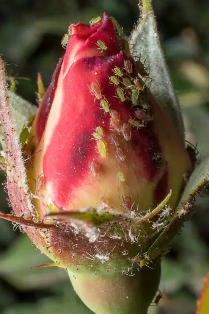Aphids in a rosebud. Flower. Detail close up. Macro photography