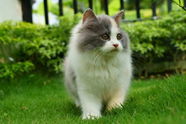istock Cat play in the garden 1156753869
