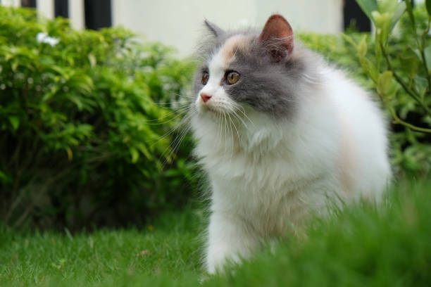 istock Cat in the garden 1156753904
