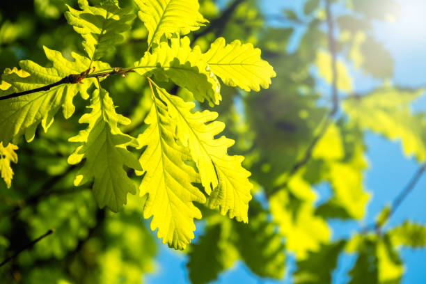 istock Oak branches with green leaves against a clear blue sky. 1156754085