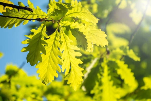 istock Oak branches with green leaves against a clear blue sky. 1156754171