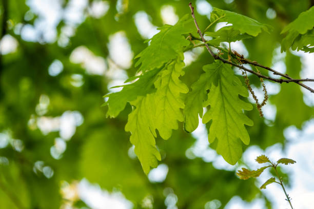 istock Oak branches with green leaves against a white background. 1156754210