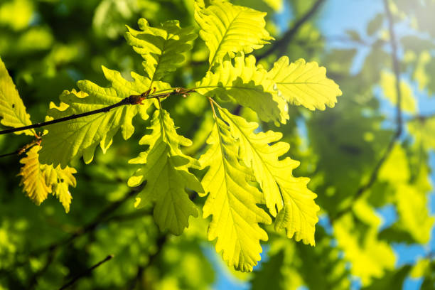 istock Oak branches with green leaves against a clear blue sky. 1156754213