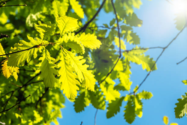 istock Oak branches with green leaves against a clear blue sky. 1156754238
