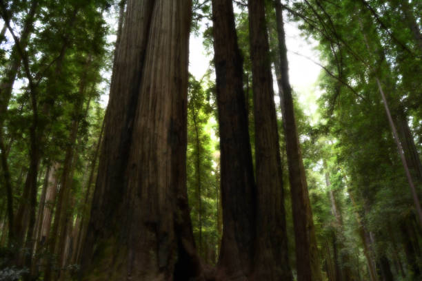 Grandfather GiEnts Northern California's coastline is home to a most magical being: the mighty Sequoia Sempervirens, giant sequoias, Redwoods. They are among the most solemn, tranquil, and peaceful of the forest beings. Living and growing for many hundreds of years, quietly becoming Sentries of the Pacific. Watching as the world changes evermore. Grandfather trees protect young saplings, saplings become grandfathers, and the cycle continues for hundreds of years to form old growth, ancient, forests. As long as we peoples allow them their peace, they will continue evermore to build forest communities, to support whole ecosystems, to provide the very air we breathe. We can support these earnest woodland ents in many ways. Conservation and environmental protection agencies (such as Save the Redwoods League, California Native Plant Society, Sierra Club, and many more) are fighting for these trees' lives and all the critters connected to their existing, including humanity. Conservation of our planet's forests is quite a necessity for all lives to have future generations. Perhaps hug a tree today! Perhaps grow one for tomorrow's tomorrow. You can make a difference. Arbor Day stock pictures, royalty-free photos & images