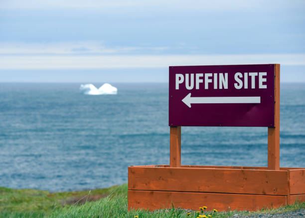 istock Puffin site sign with iceberg behind 1156755467
