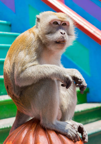 Scared Macaque 2,100+ Scared Monkey Stock Photos, Pictures & Royalty-Free Images - iStock