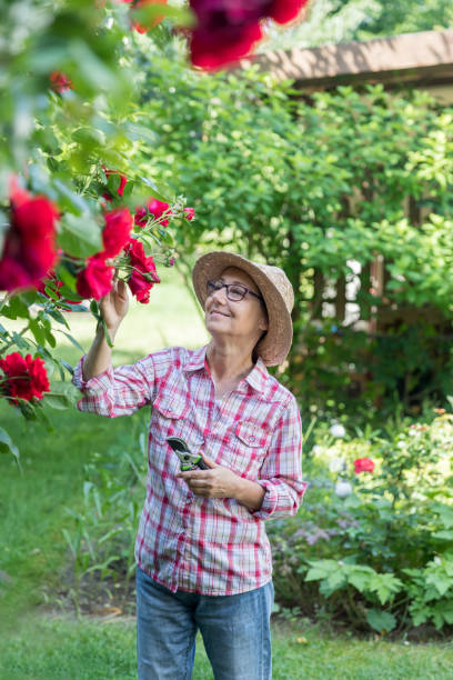 gardening – senior woman with flowers in garden - senior women rose women flower bed imagens e fotografias de stock