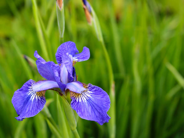 Iris flowers in blossom in garden Blooming blue Iris sibirica in spring garden on blurred natural background and copy space. Selective focus siberian flag stock pictures, royalty-free photos & images