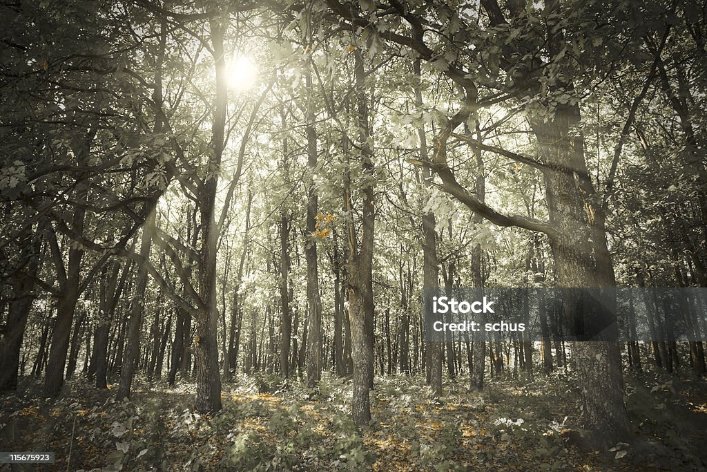Floresta escura - Royalty-free Alto - Descrição Física Foto de stock