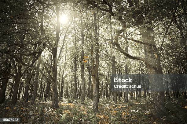 Floresta Escura - Fotografias de stock e mais imagens de Alto - Descrição Física - Alto - Descrição Física, Amanhecer, Ambiente dramático