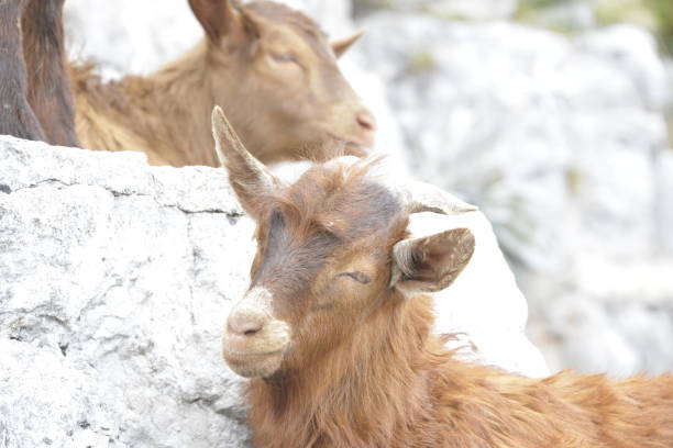 portrait of a brown goat