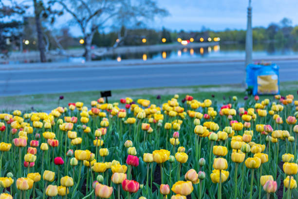 canadian tulip festival in commissioners park,ottawa,canada - ottawa tulip festival imagens e fotografias de stock