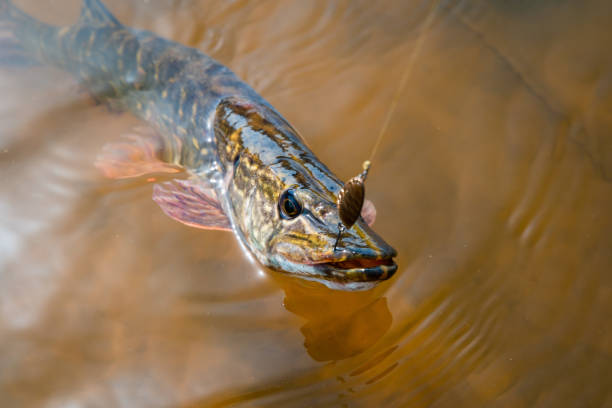 istock Pike fishing 1156760350